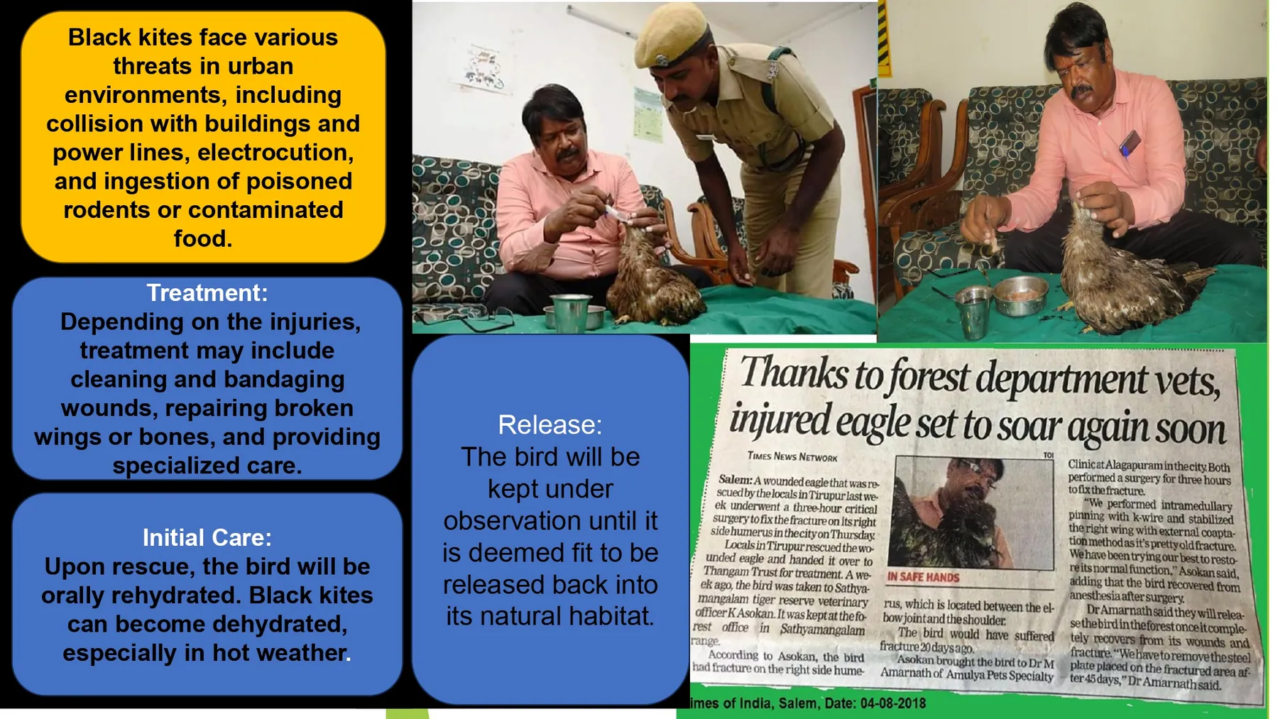 black kite injury treatment rehabilitation and release