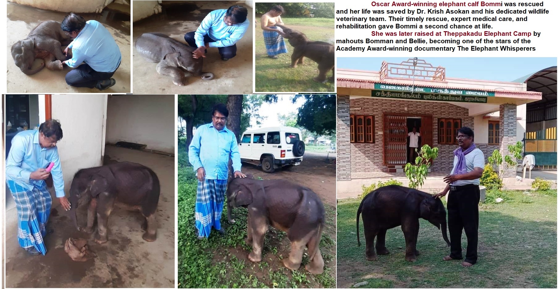 bommi rescue rehabilitation collage