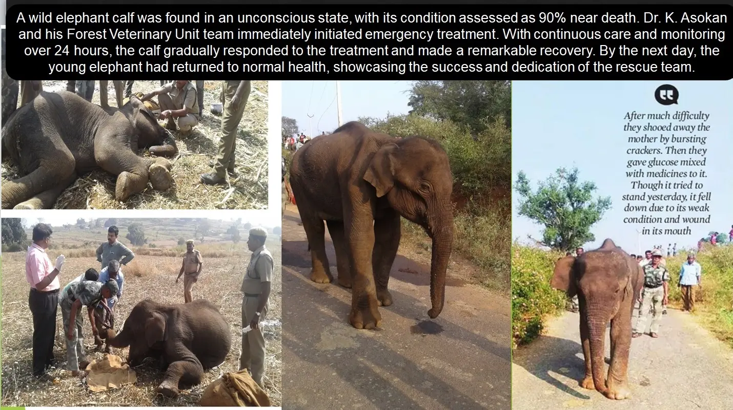 critical elephant calf emergency treatment recovery