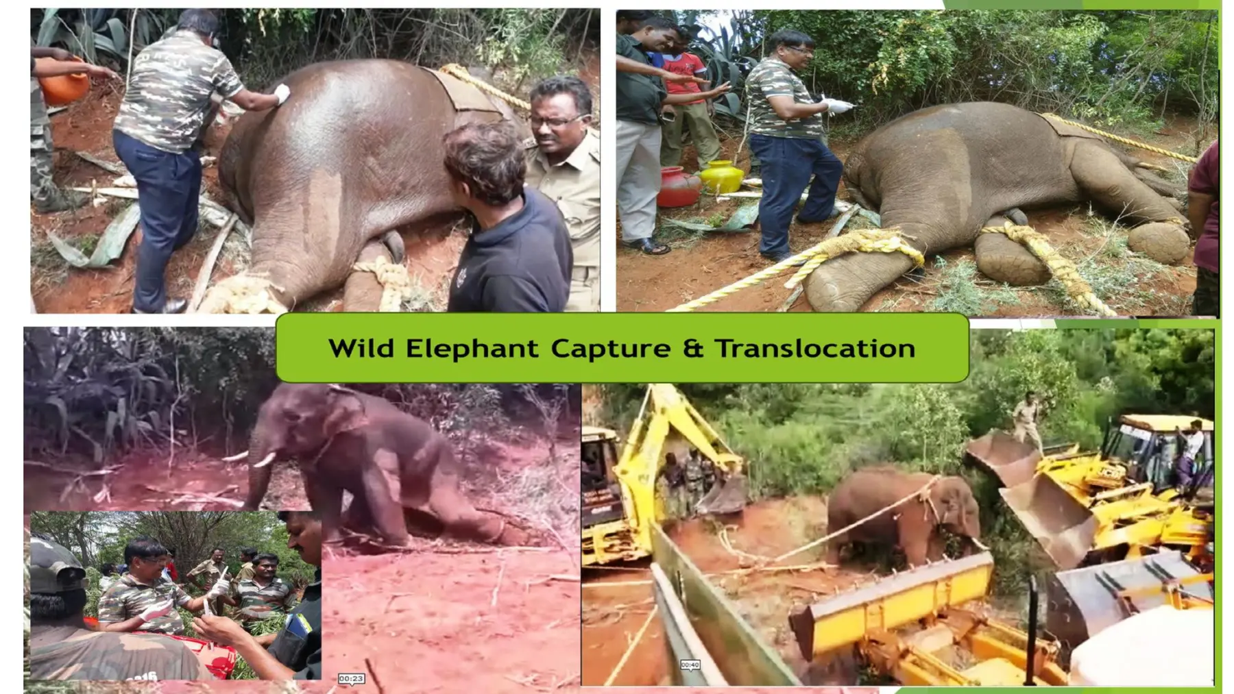 elephant capture and translocation field record 01