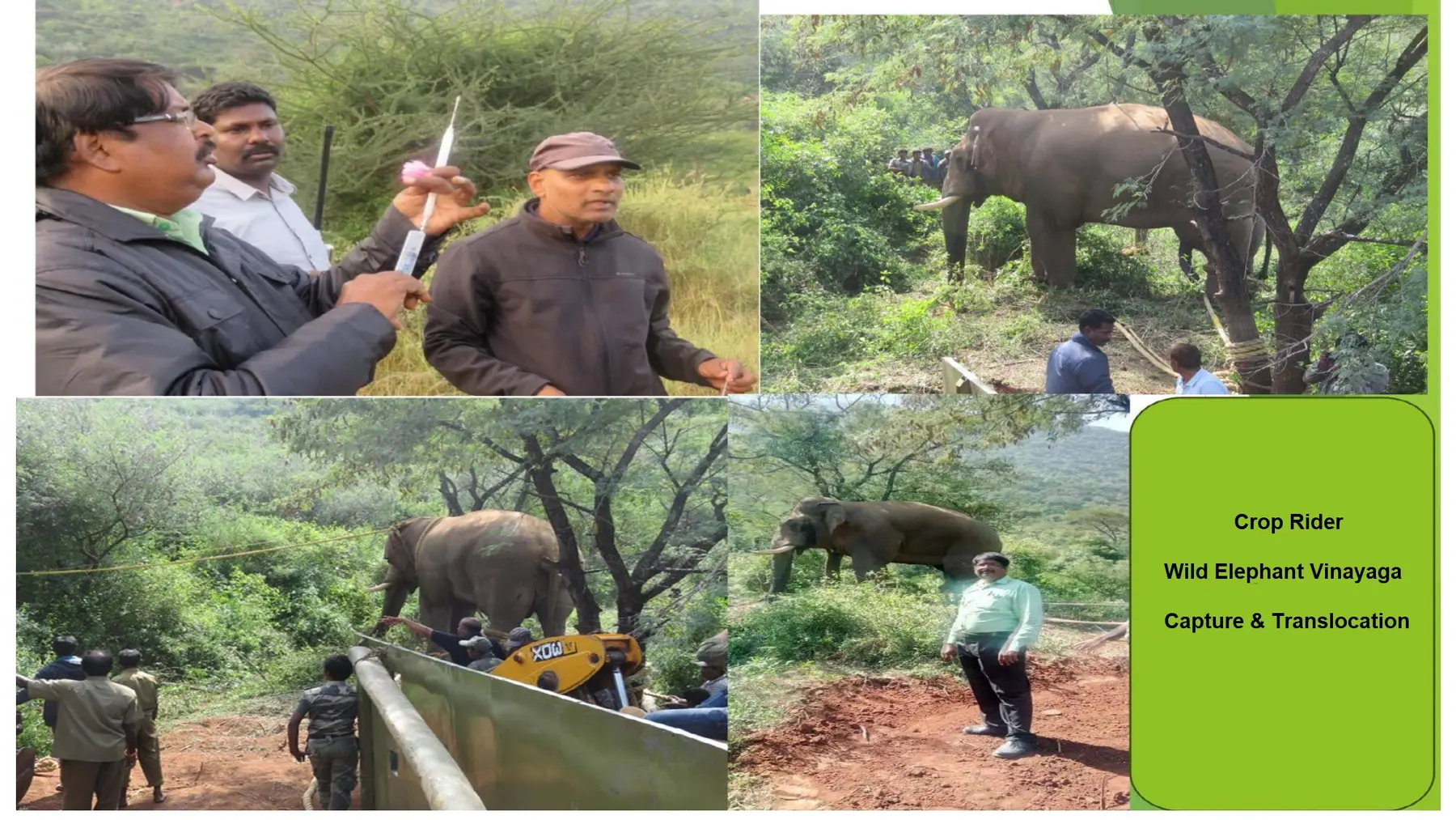 elephant capture and translocation field record 02