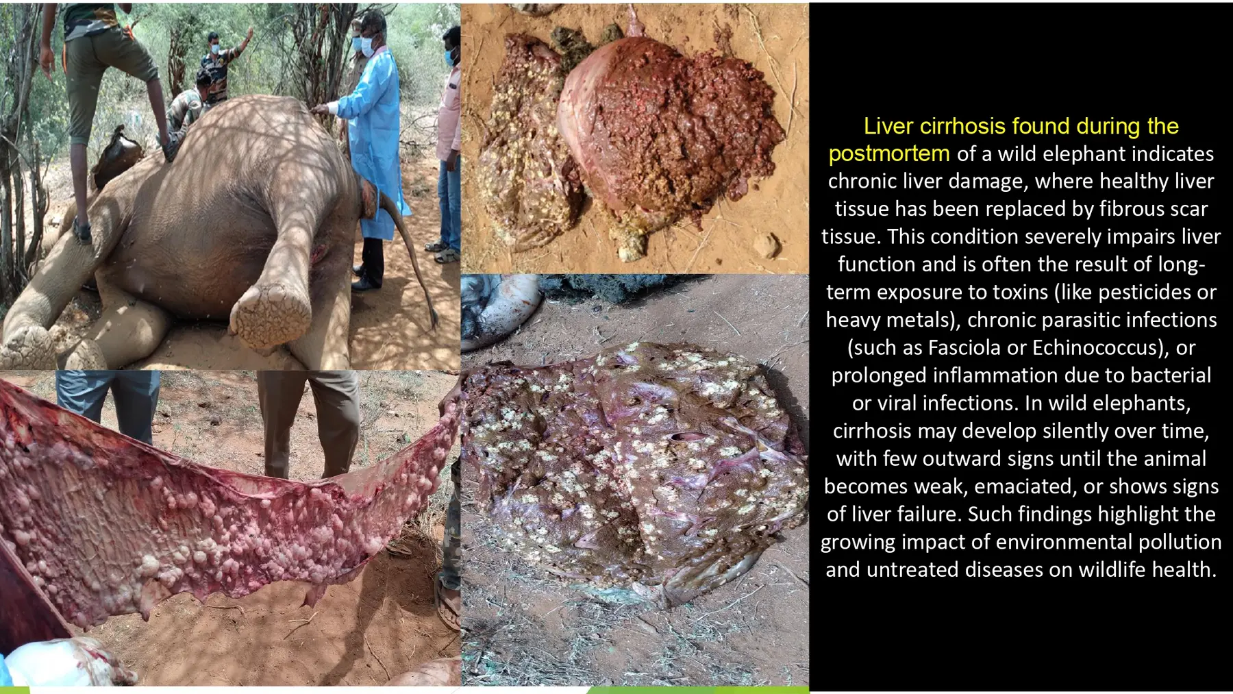 elephant liver cirrhosis necropsy