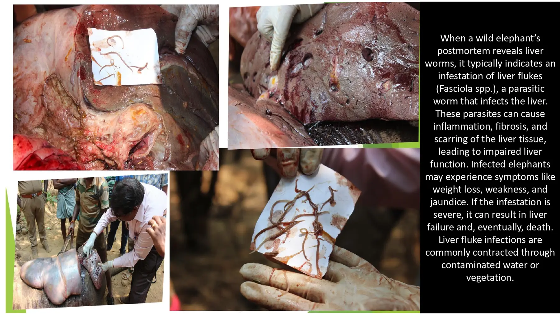 elephant liver flukes and parasites