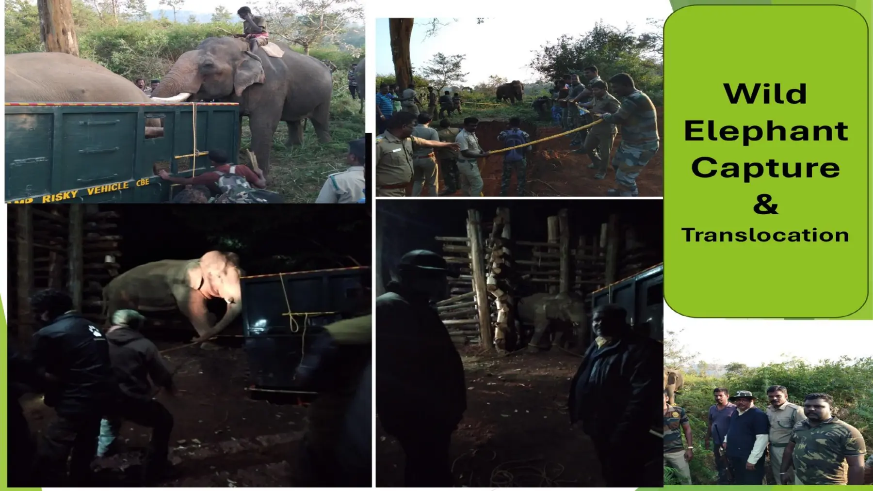 elephant transport after capture