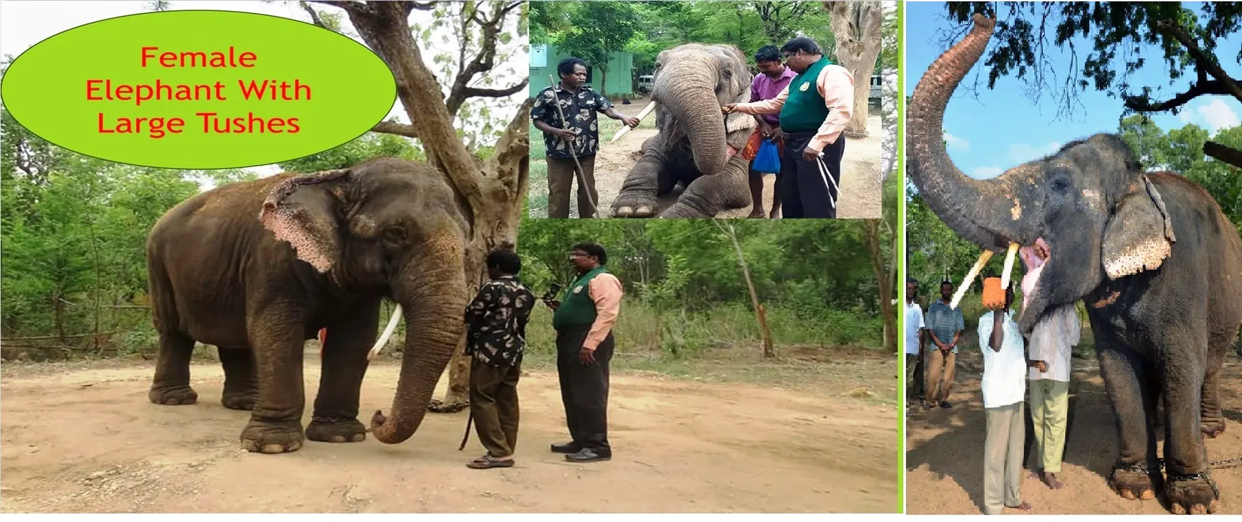 female elephant long tusks field record