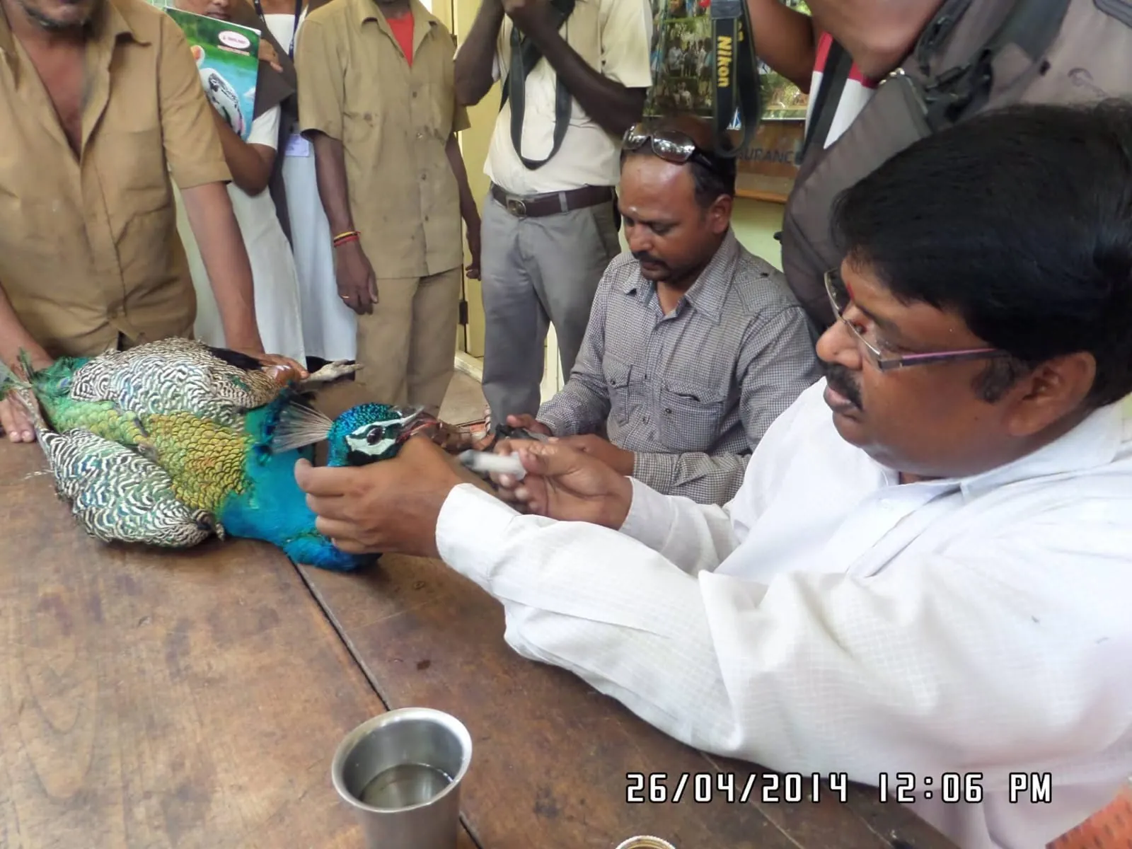 field care bird care veterinary team treating injured peacock