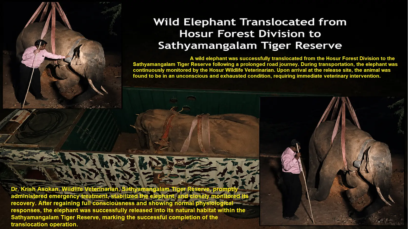 hosur elephant translocation sathyamangalam emergency care