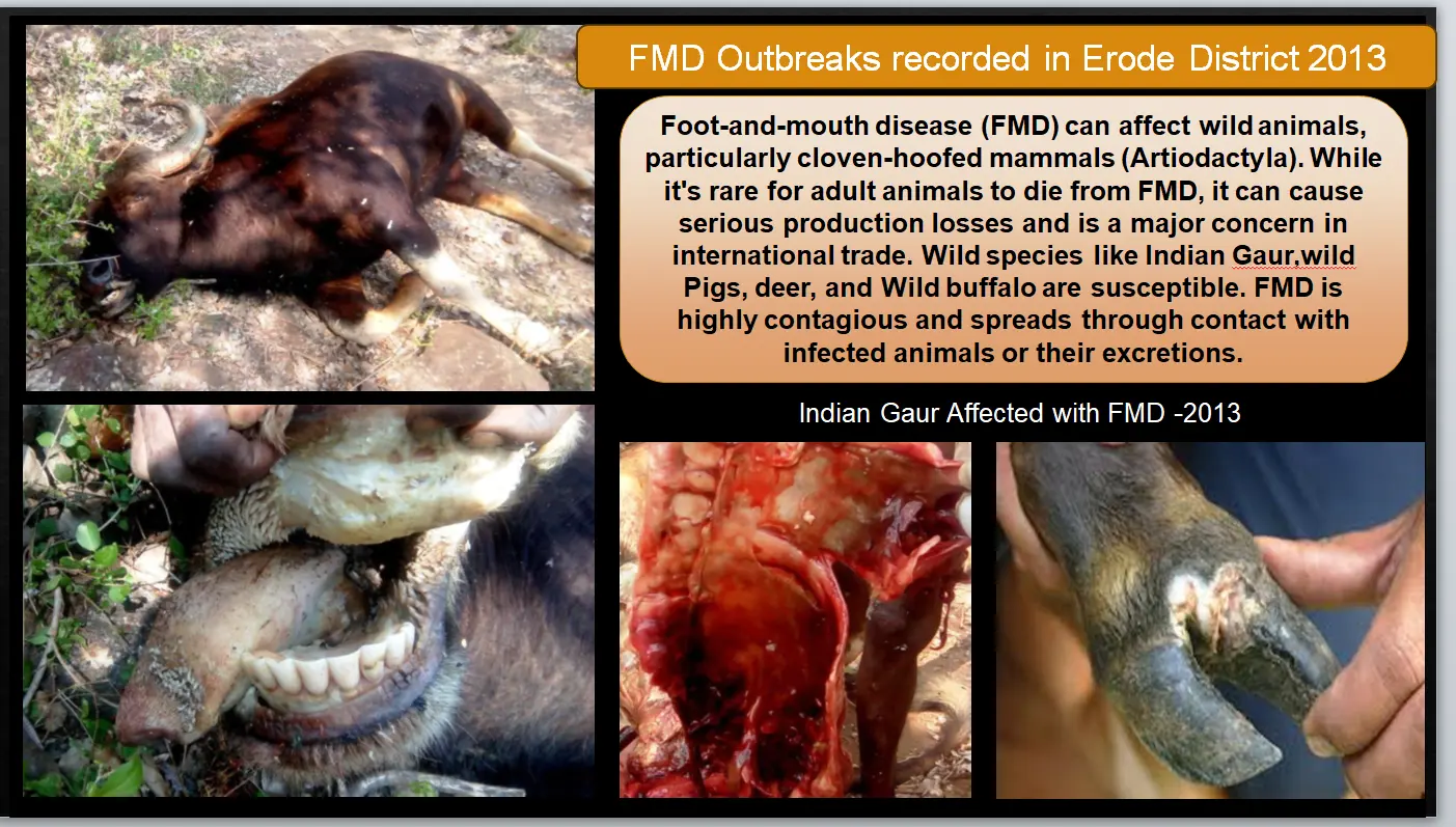 indian gaur foot and mouth disease 2013