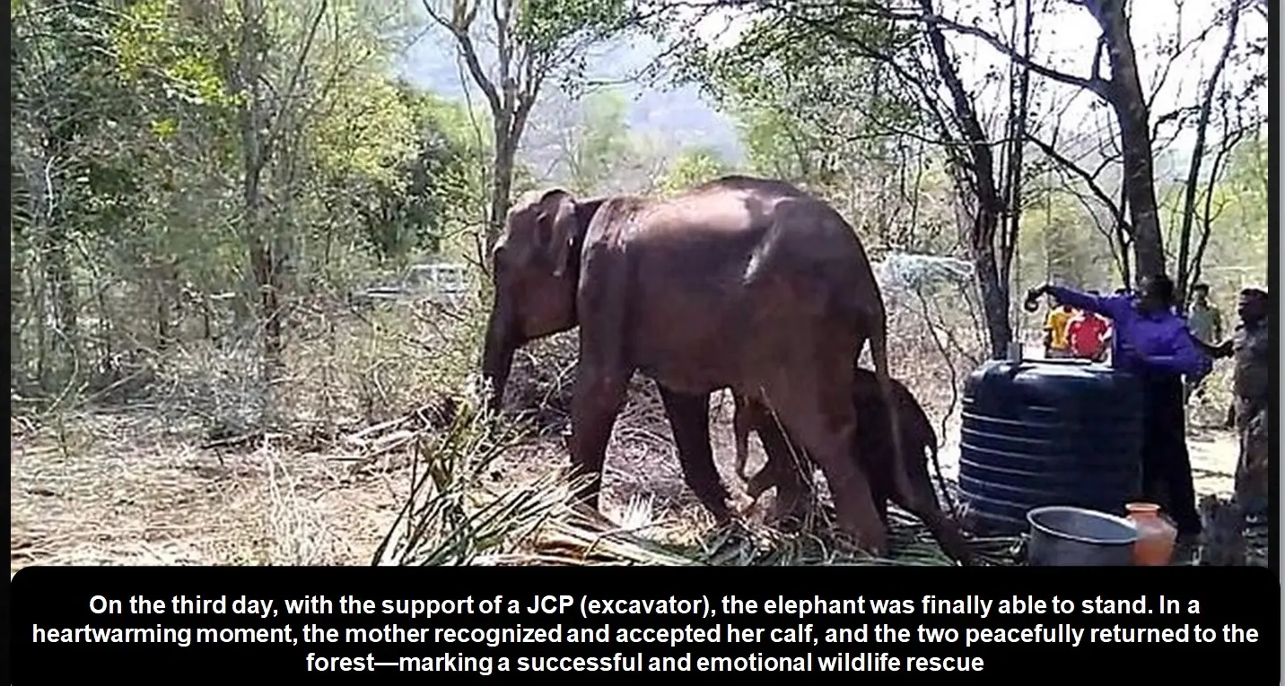 mother elephant assisted standing and calf reunion