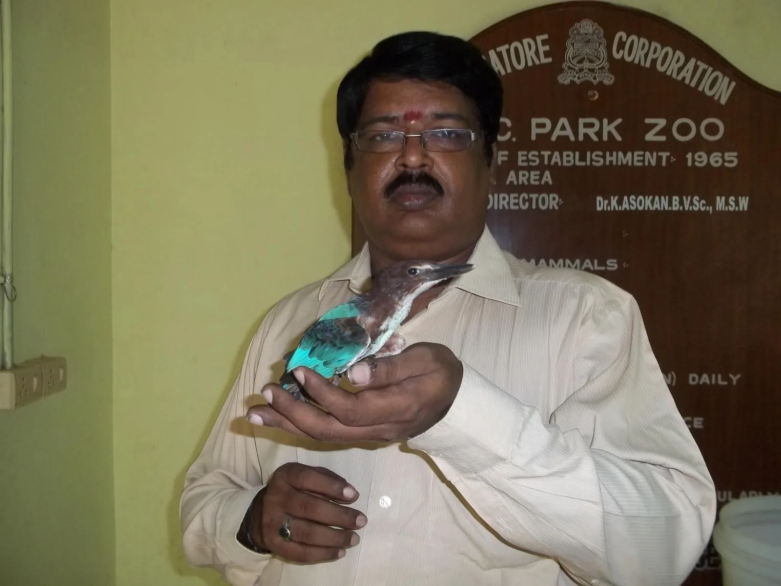 new bird wildlife veterinarian holding treated kingfisher