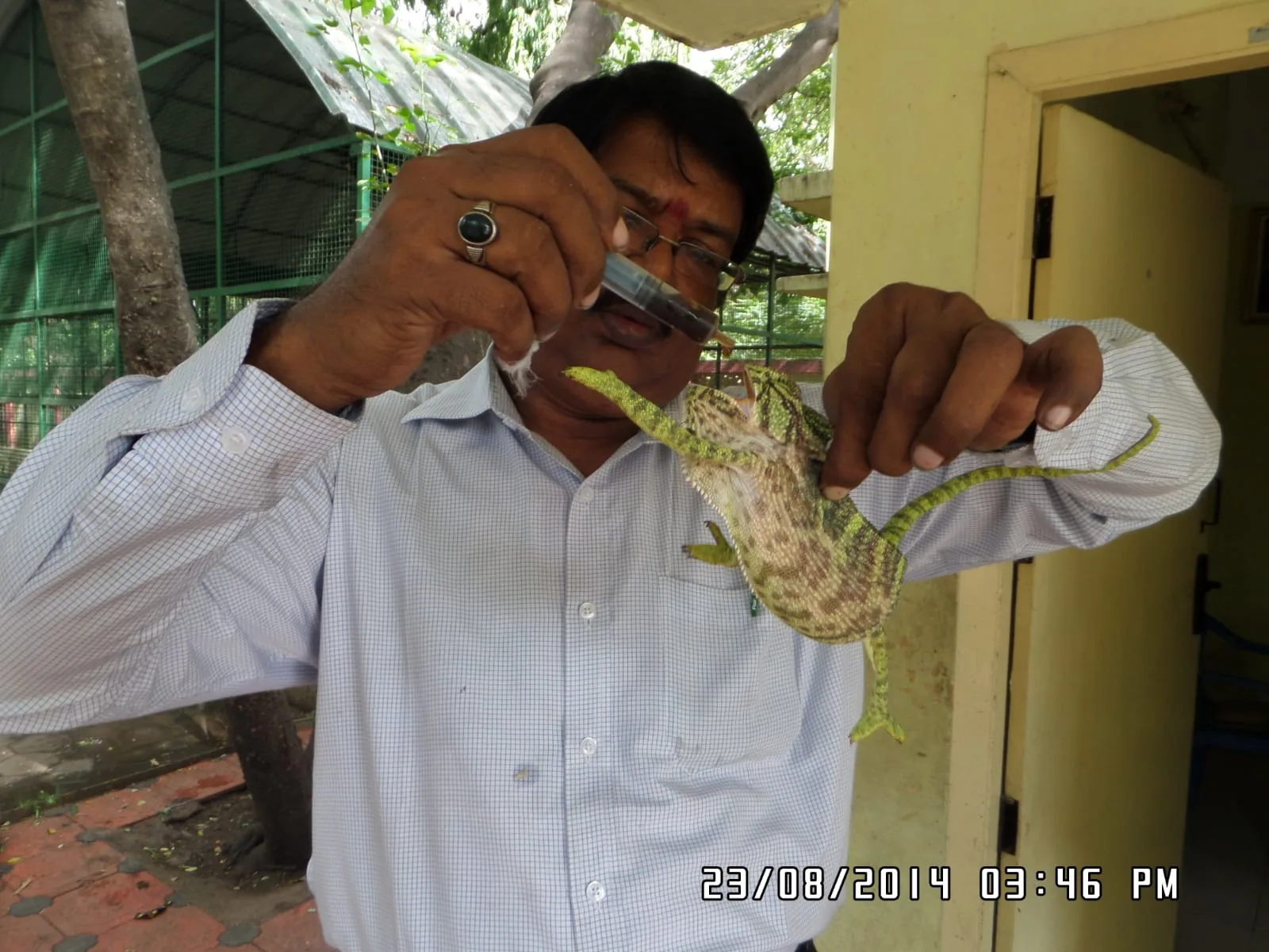 new chameleon wildlife veterinarian examining chameleon tail