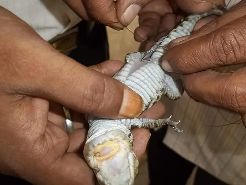 new crocodile crocodile hatchling vent health examination