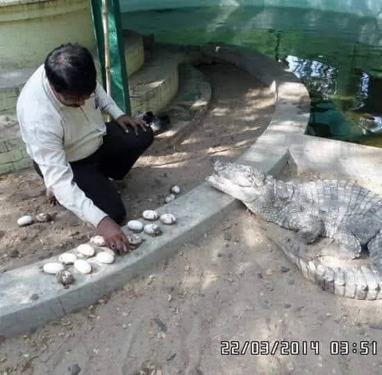 new crocodile wildlife veterinarian checking crocodile eggs