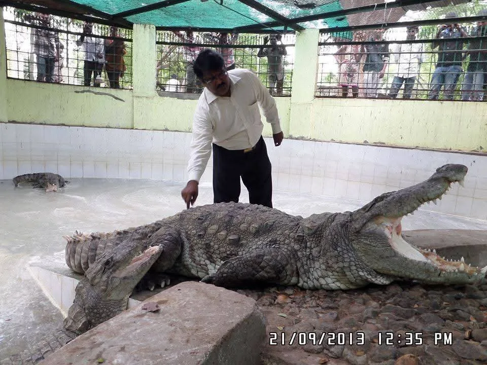 new crocodile wildlife veterinarian with rescued adult crocodile