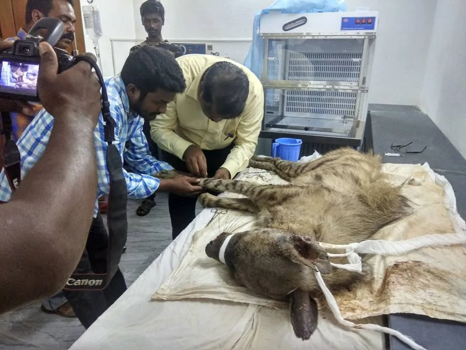 Other Wild Animals Rescue & Rehabilitation