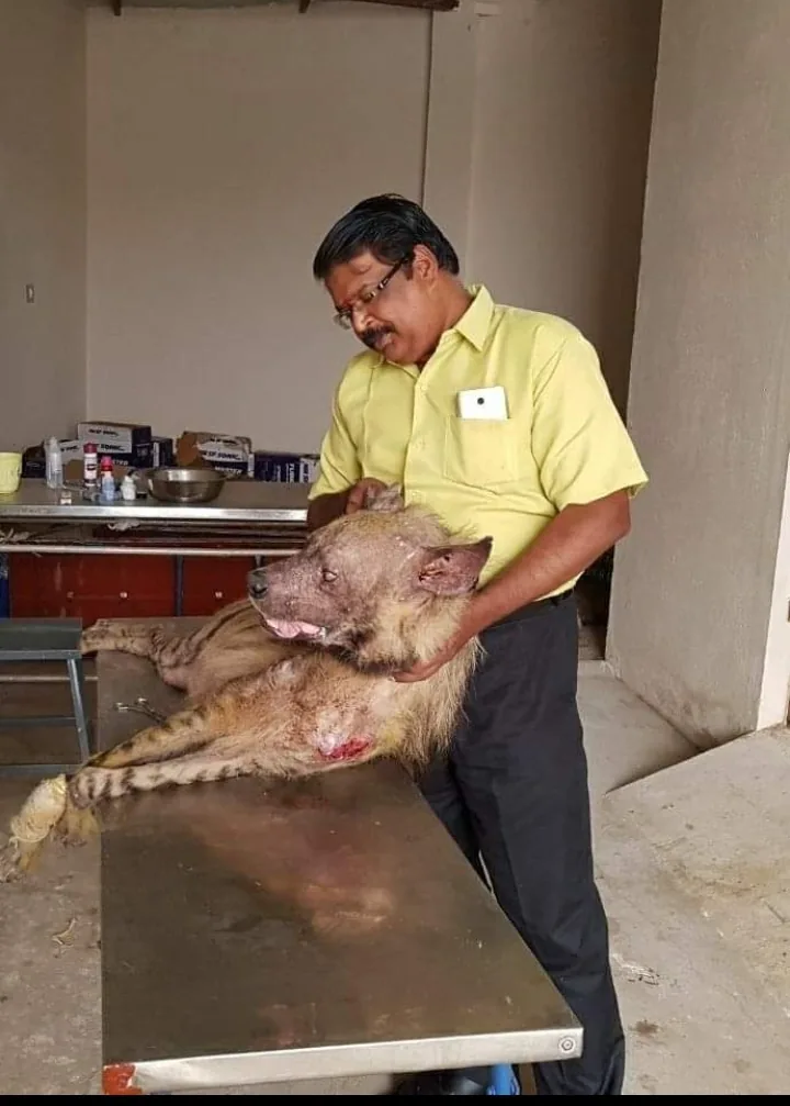 new hyena wildlife veterinarian holding rehabilitated striped hyena