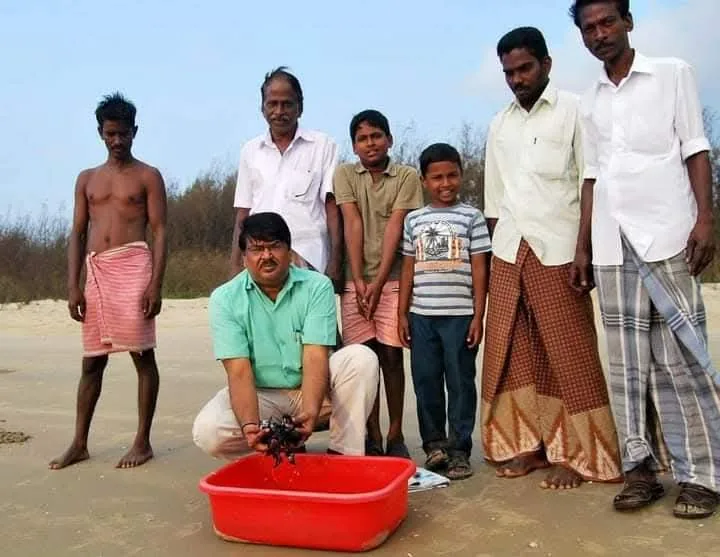 new sea turtle sea turtle hatchling release team