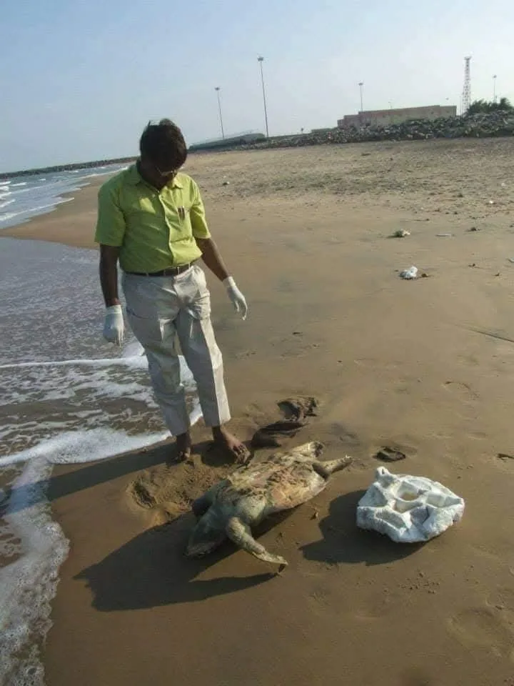 new sea turtle wildlife veterinarian standing beside stranded sea turtle
