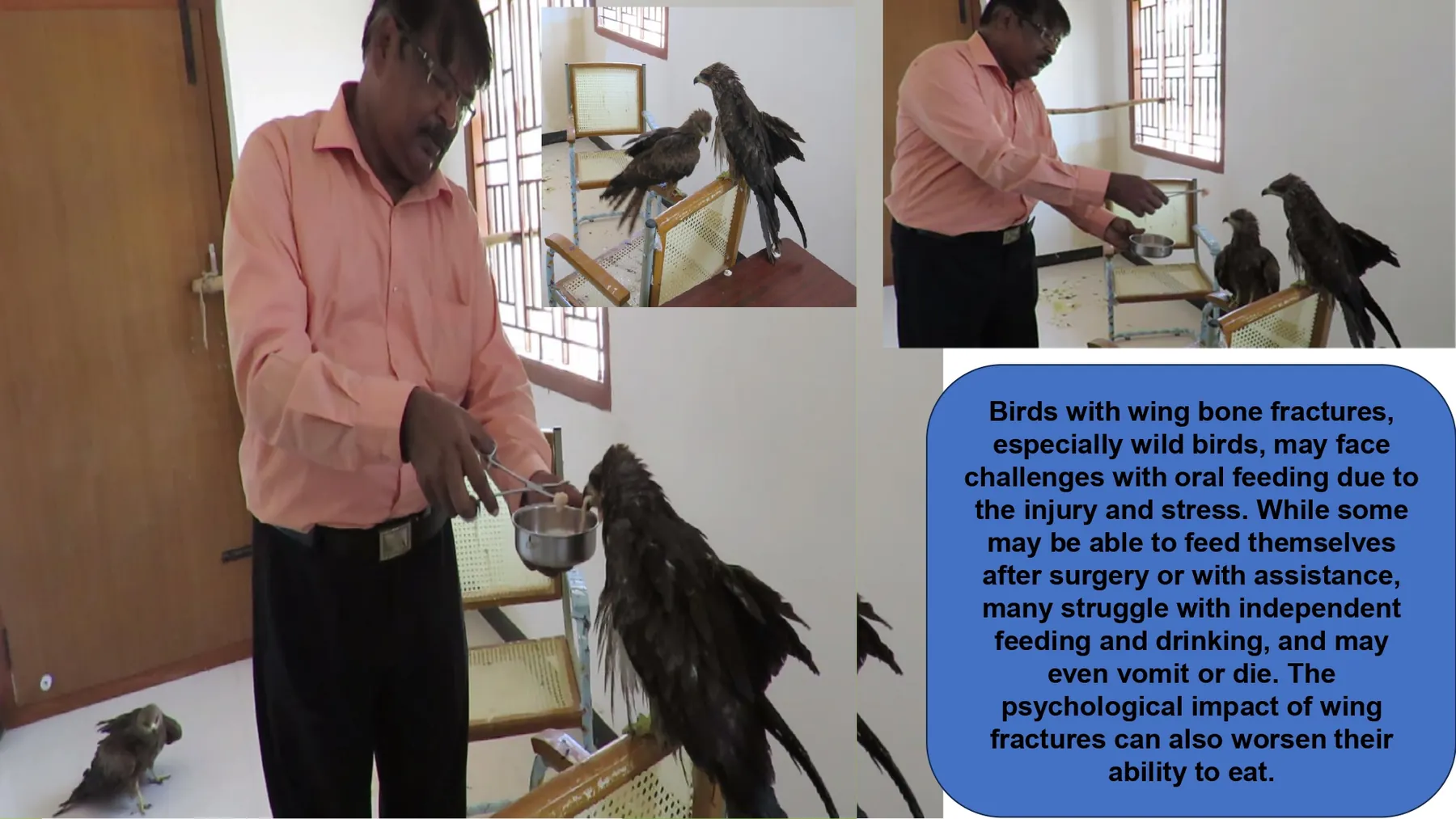 raptor wing bone fracture surgical treatment