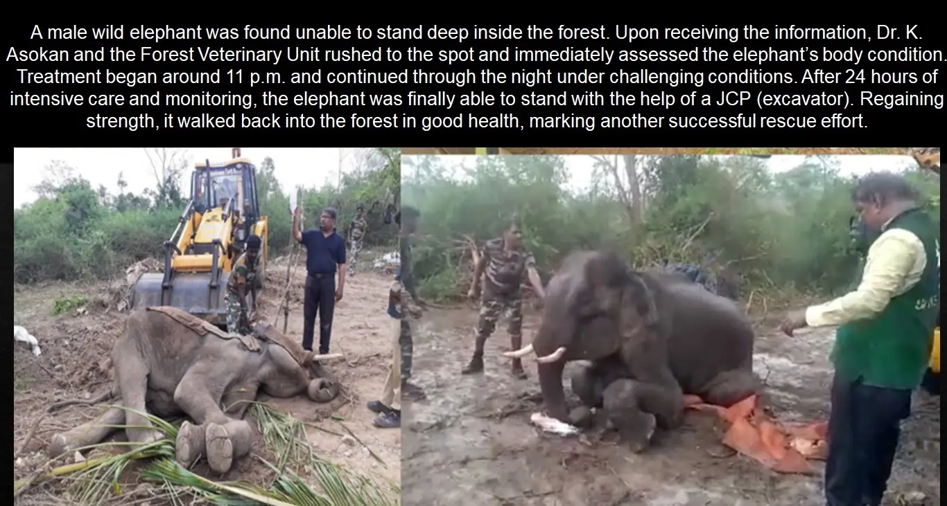 recumbent male elephant night treatment recovery