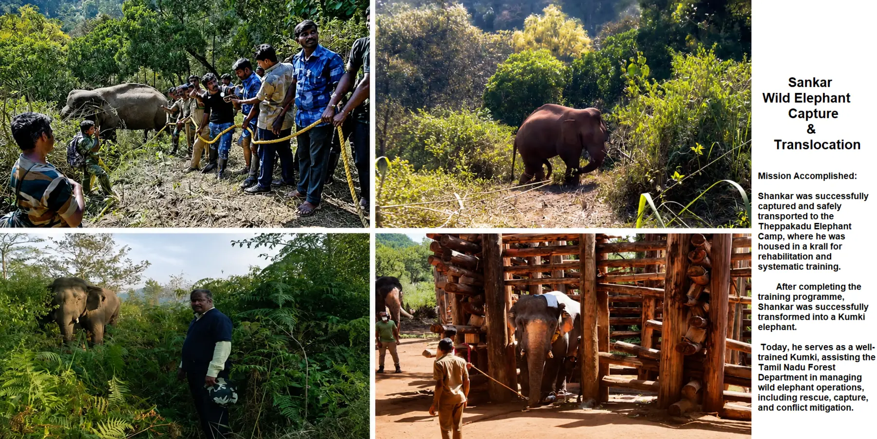 shankar elephant capture theppakadu kumki training