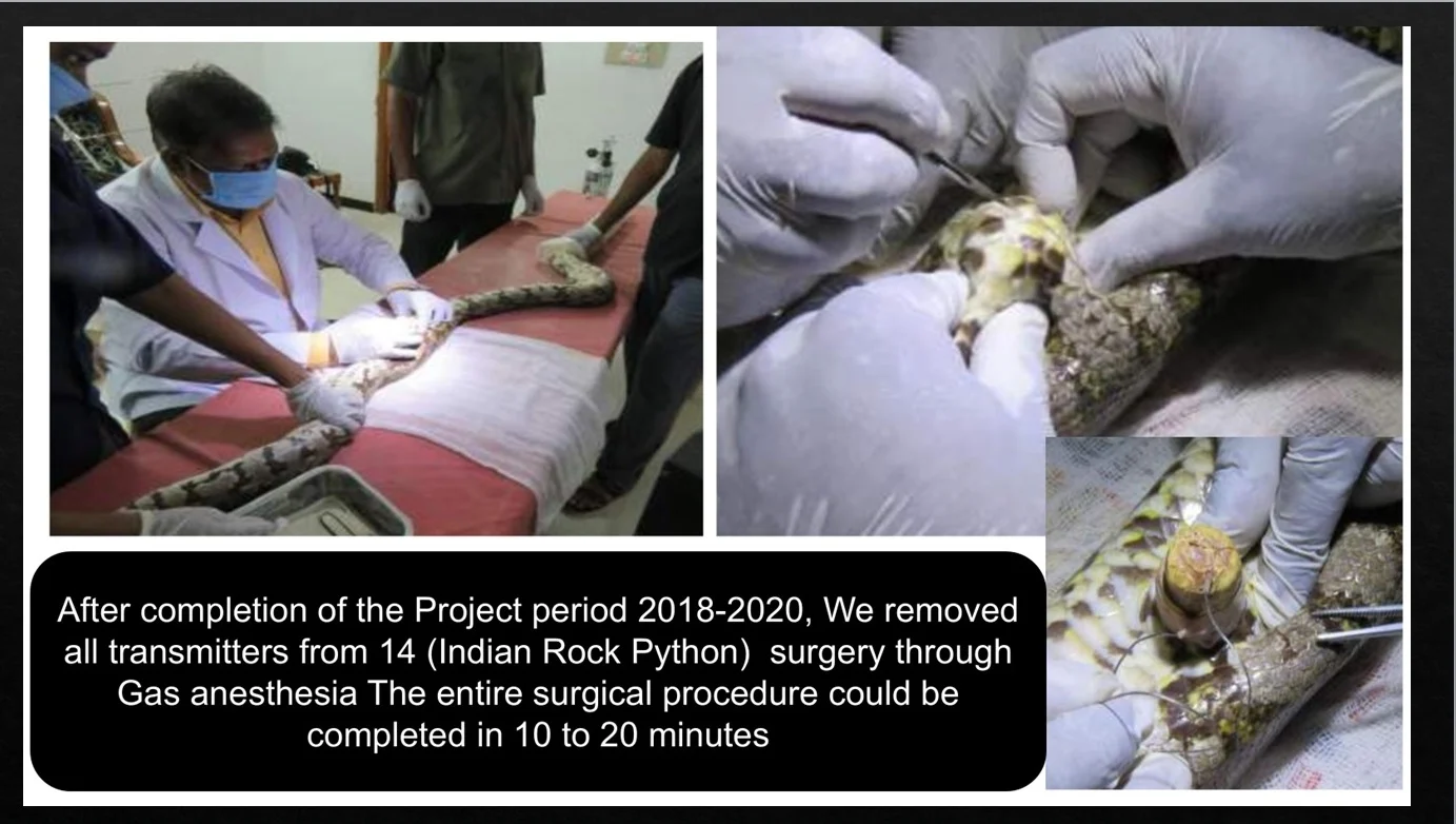 snake research 19