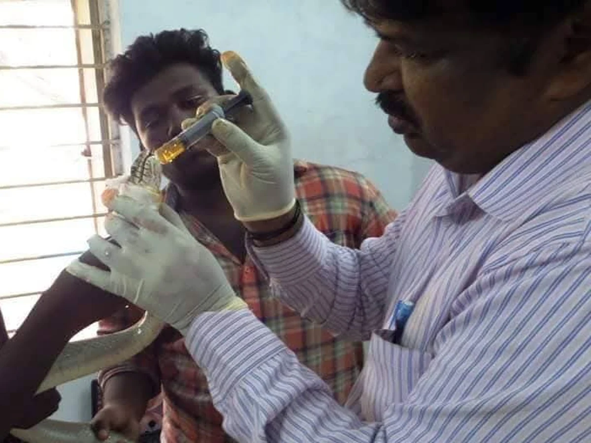 Snake Surgery & Reptile Conservation