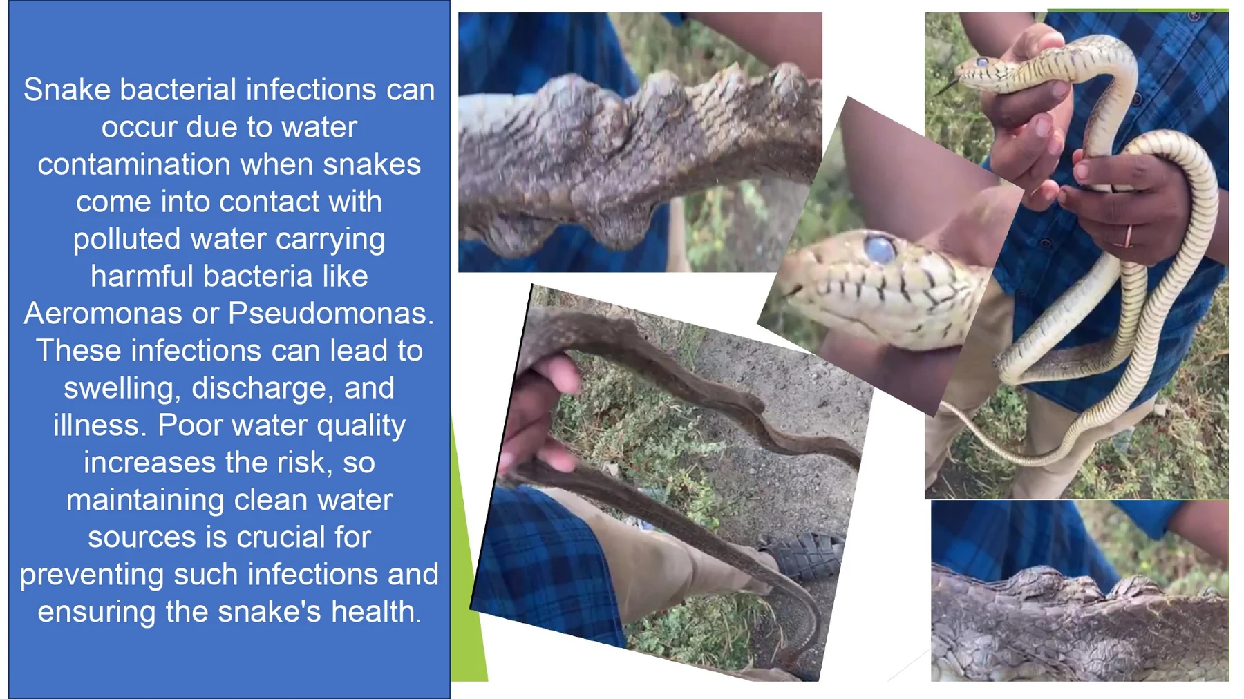 snake treatment 25