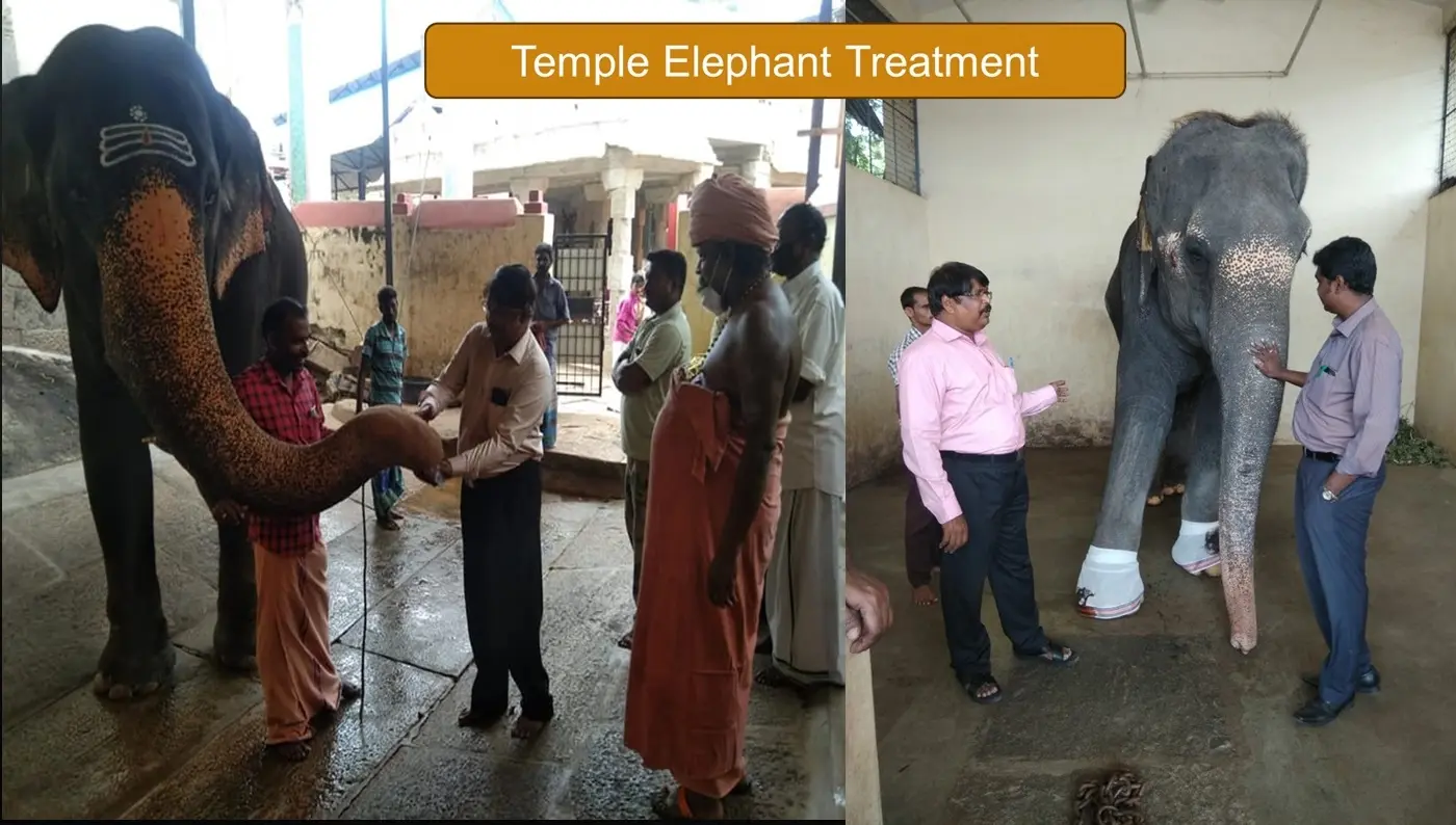 temple elephant clinical treatment record 02