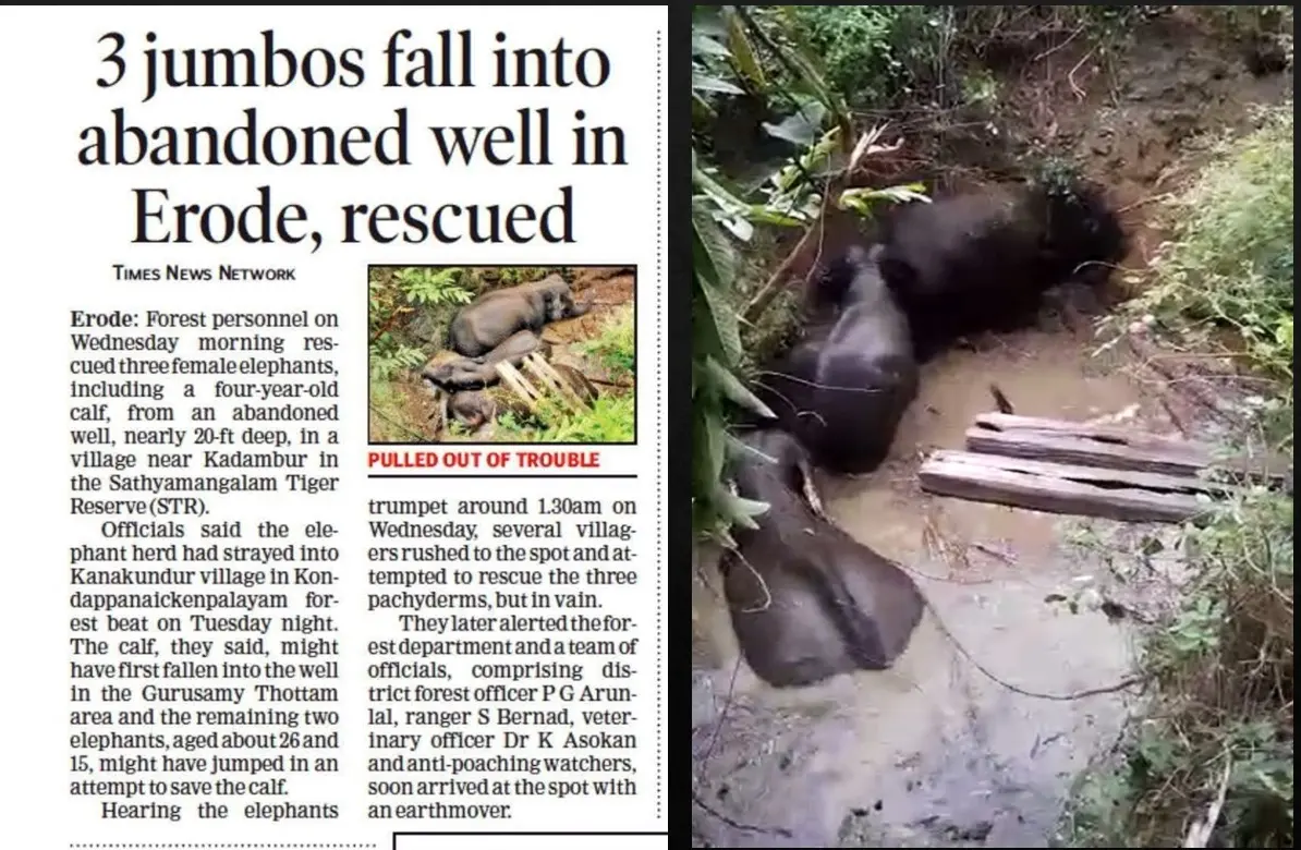 three elephants abandoned well rescue kadambur