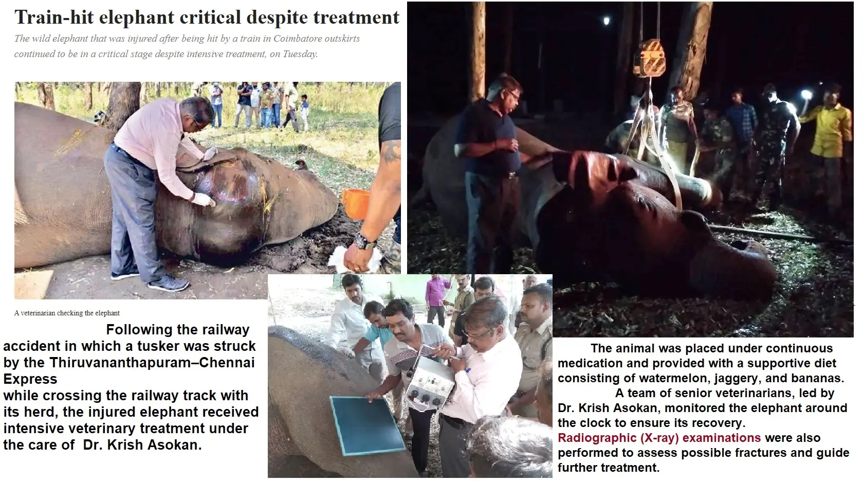 train hit tusker veterinary treatment