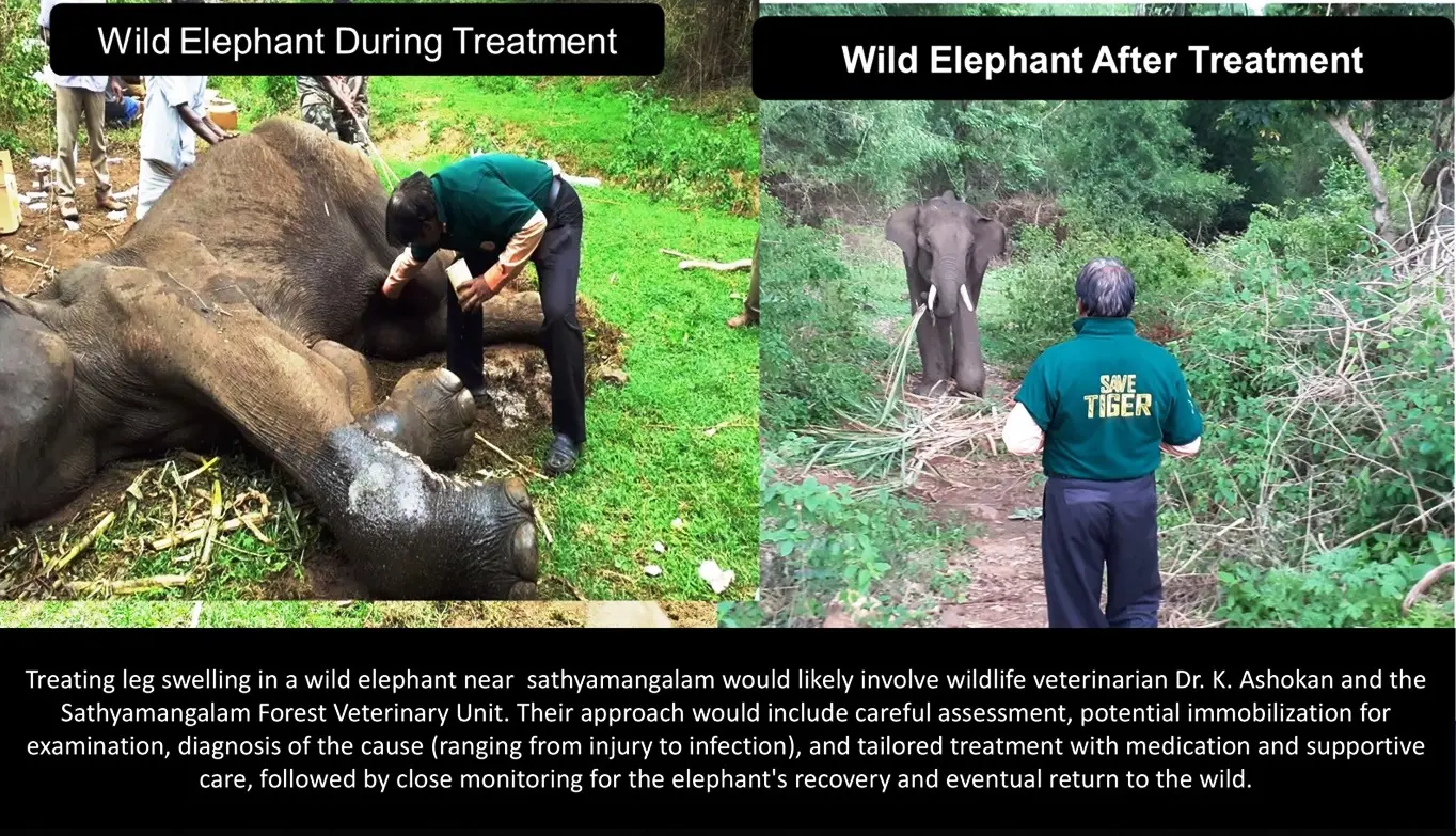 wild elephant leg swelling treatment recovery