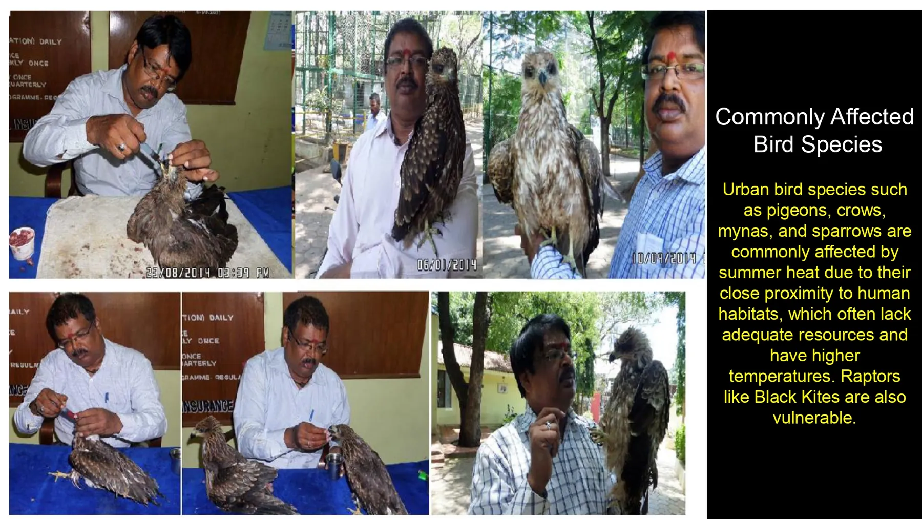 wildlife bird veterinary treatment species overview