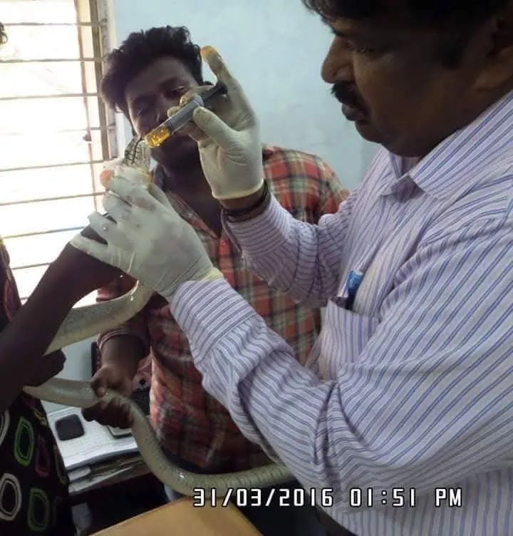 wildlife veterinarian administering injection to rescued snake