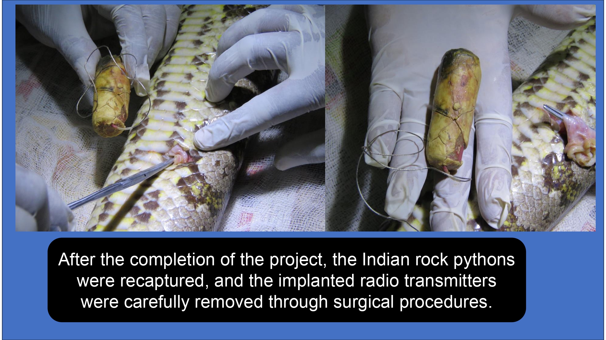 indian gaur necropsy record 0254
