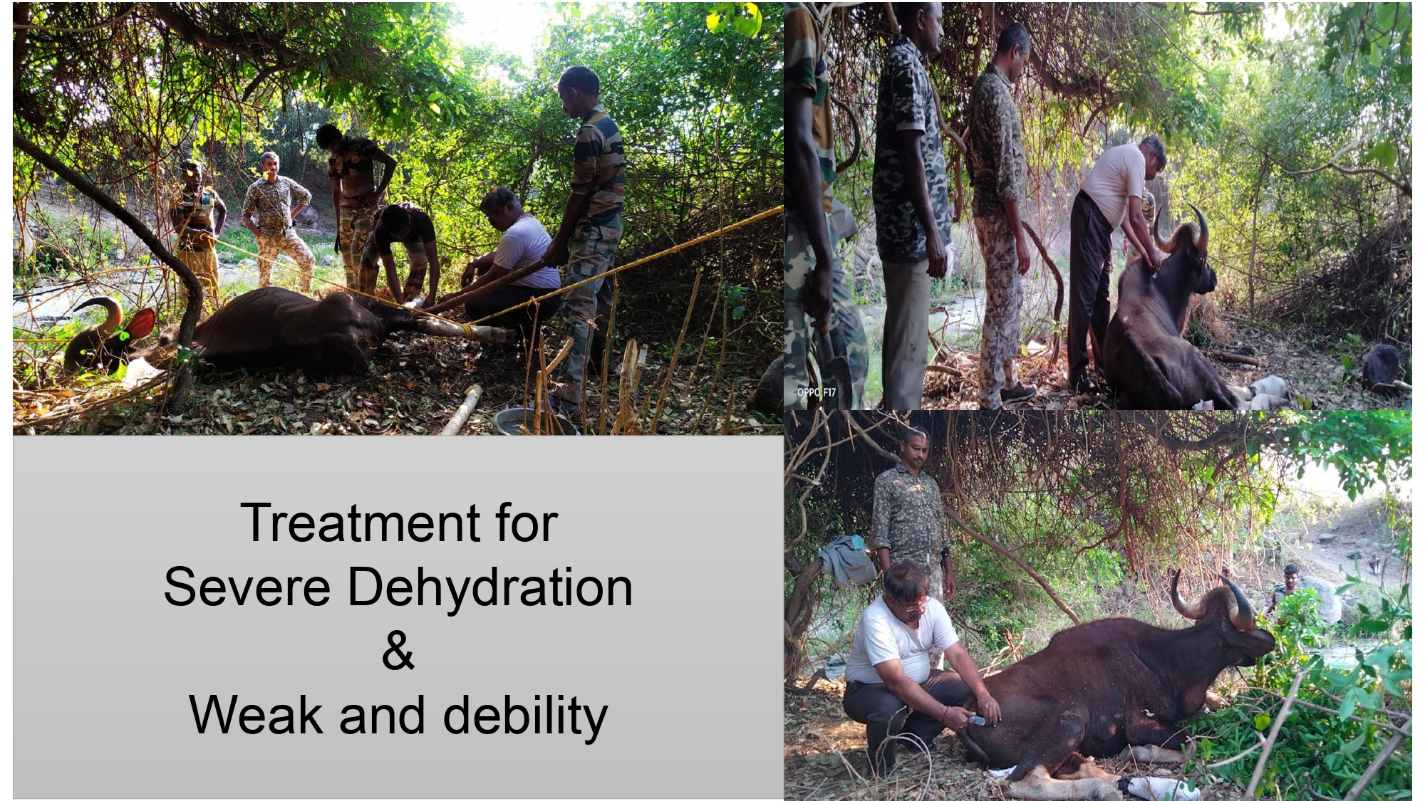 elephant brain lesions and electrocution