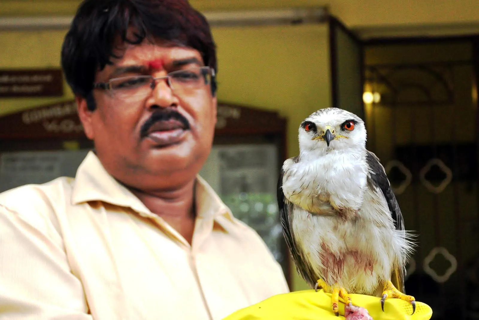 wildlife veterinarian with rescued white owl Copy (2)