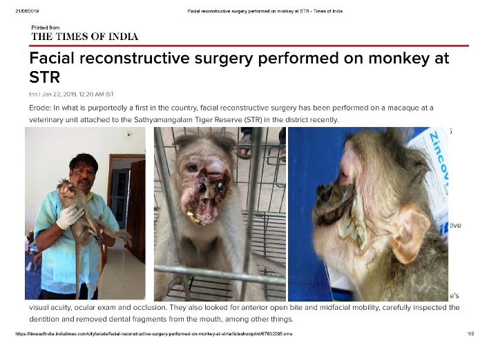 00Facial reconstructive surgery performed on monkey at STR Times of India page 001