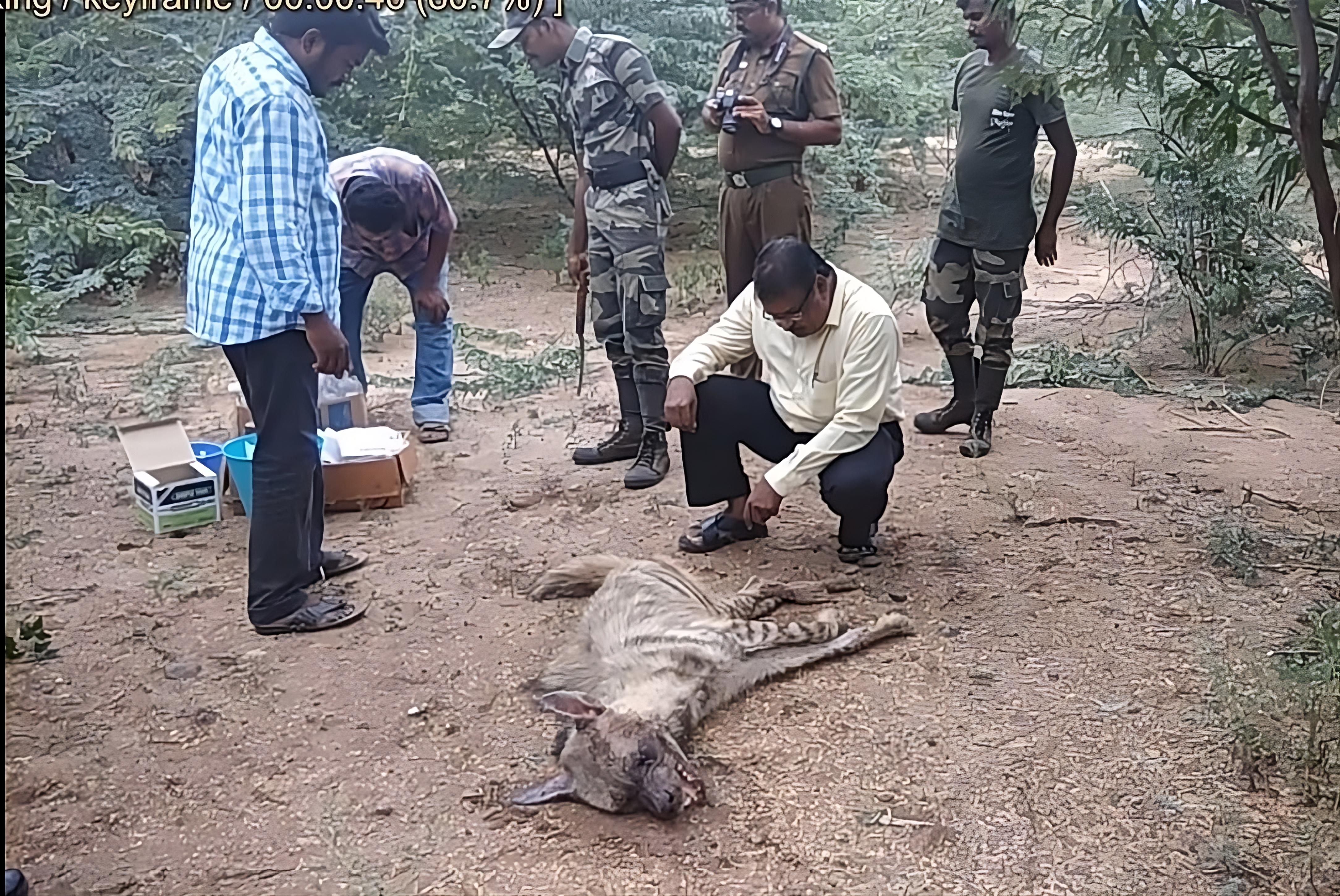 new hyena striped hyena field rescue with forest officers