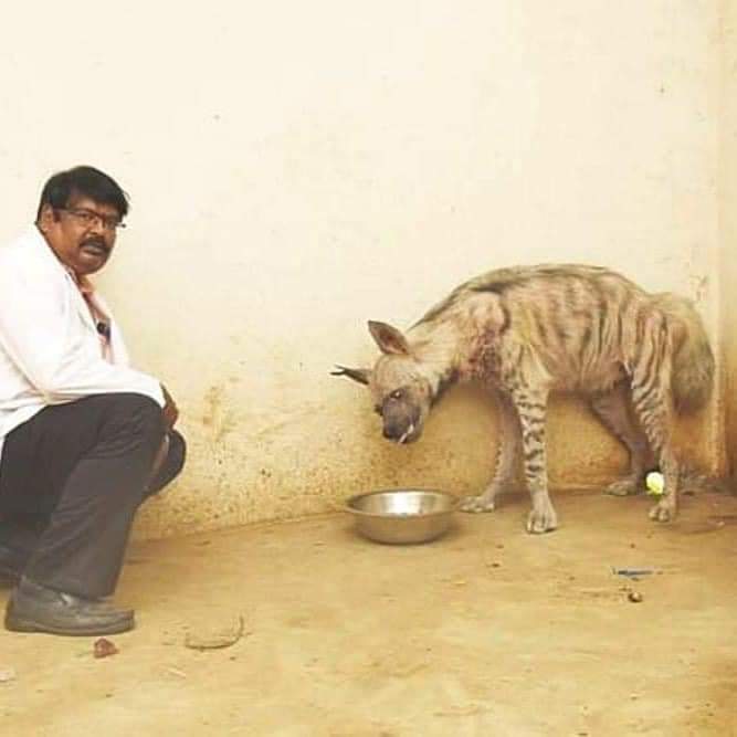 new hyena striped hyena clinical examination by wildlife veterinarian