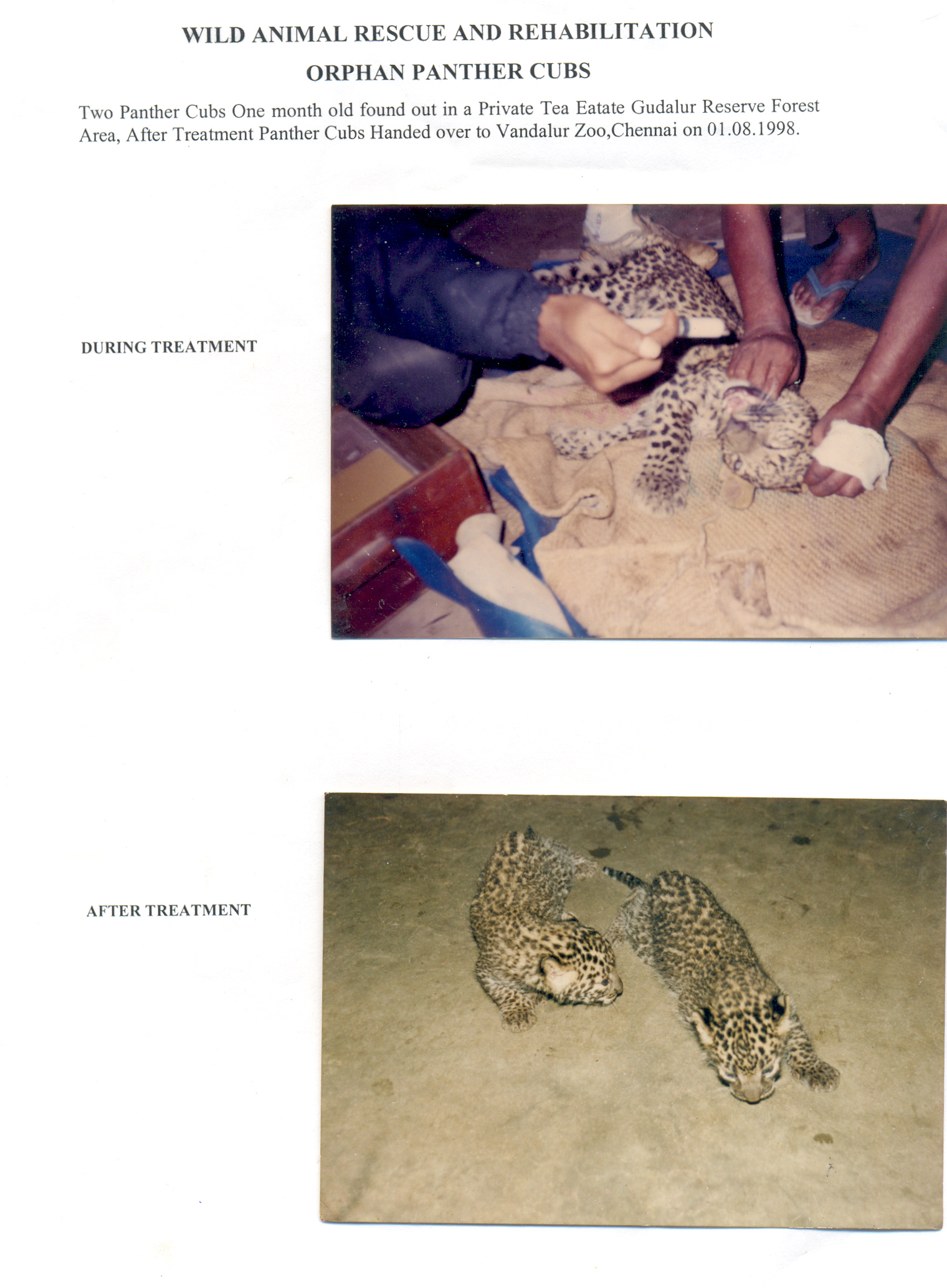 Orphan Panther Cubs Treatment