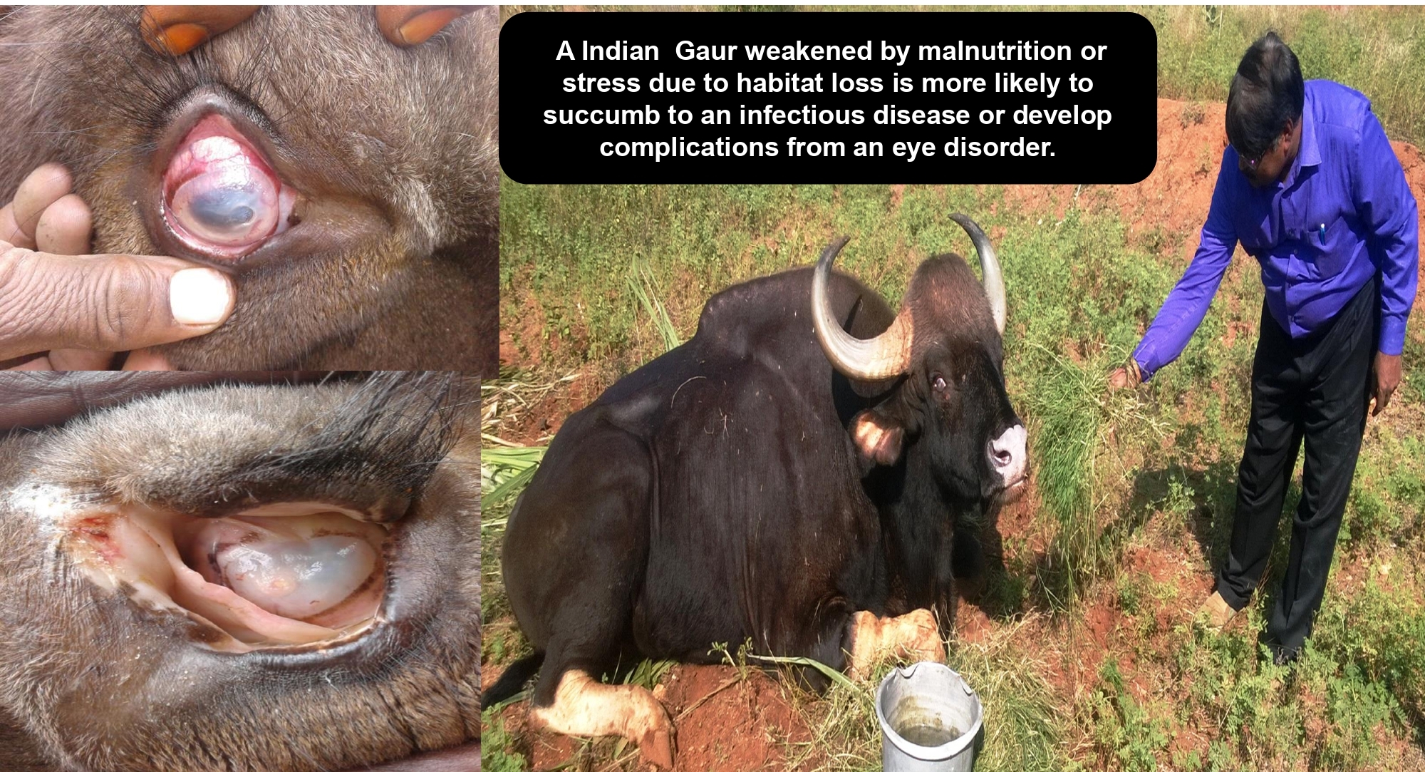 indian gaur pathology record 06