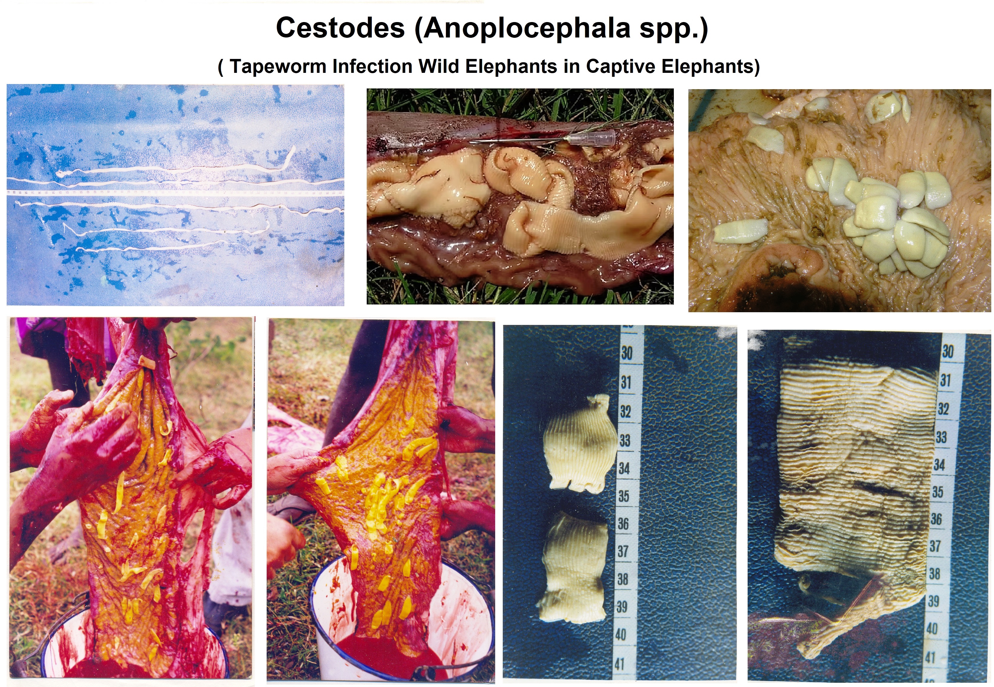 Tape Warms In Elephants 4th species