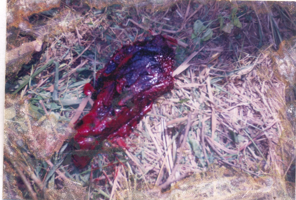 Bomb Blast Wild Elephant2