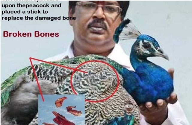 dr asokan wildlife photos equal size2