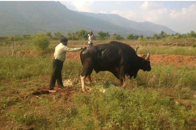 dr asokan wildlife photos equal size3