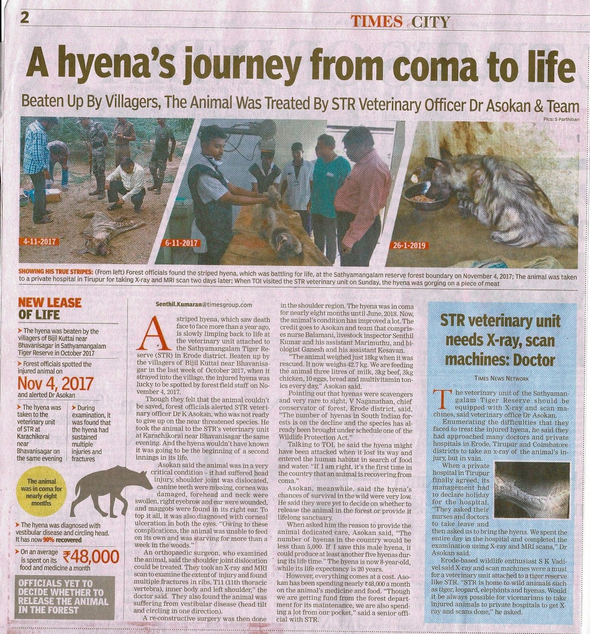 hyena
